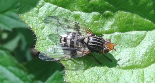 Otites porcus