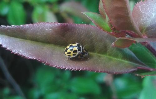 Réf. 142 079 : Propylea quatuordecimpunctata