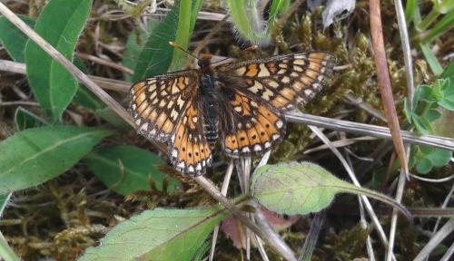 Euphydryas aurinia