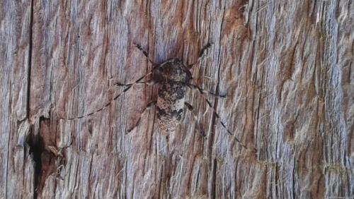 Réf. 142 074 : Leiopus sp.