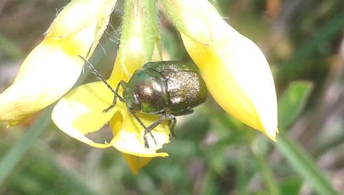 Cryptocephalus sp.