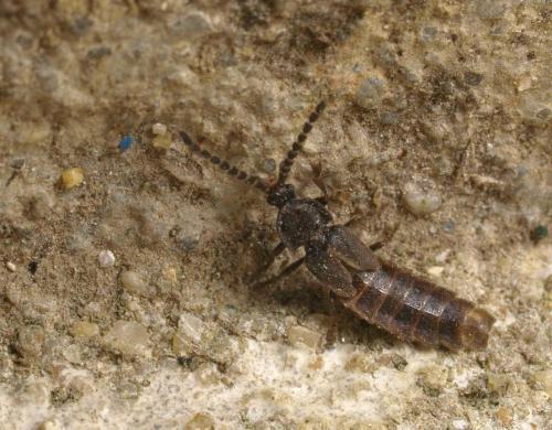 Réf. 142 886 : Phosphaenus hemipterus