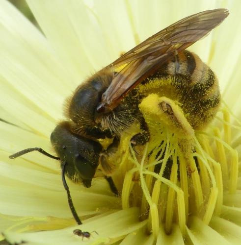 Halictus scabiosae