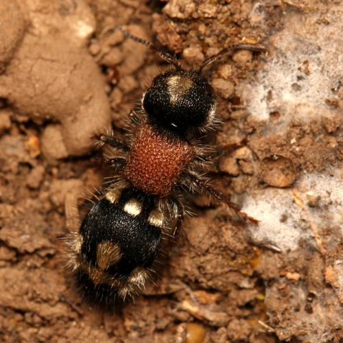 Réf. 142 472 : Ronisia barbarula