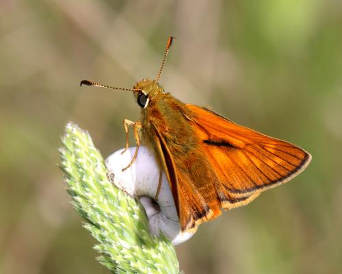 Ochlodes sylvanus