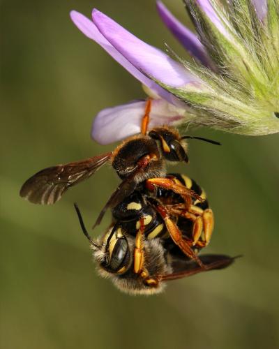 Réf. 142 603 : Anthidium sp.