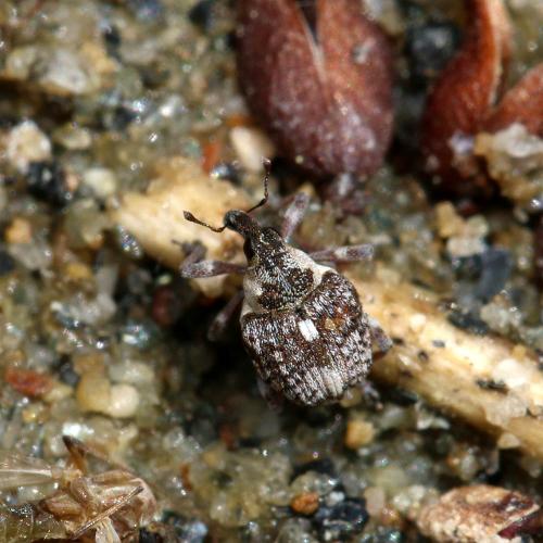 Réf. 142 600 : Neophytobius granatus