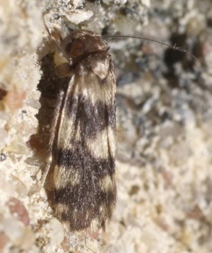 Marcenendius nostras