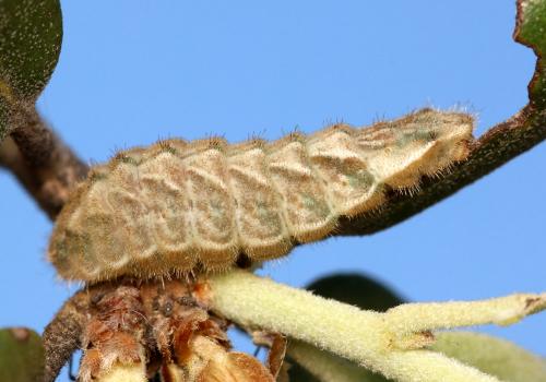Réf. 142 665 : Favonius quercus