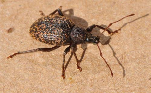 Réf. 142 931 : Otiorhynchus aurifer
