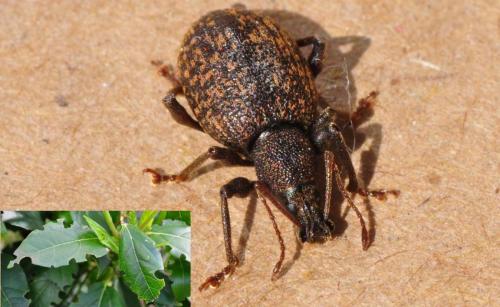 Réf. 142 930 : Otiorhynchus aurifer