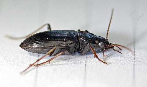 Réf. 142 102 : Nebria salina