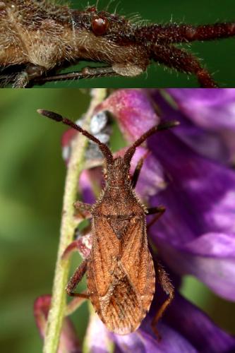 Coriomeris affinis