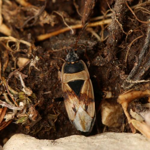 Xanthochilus quadratus