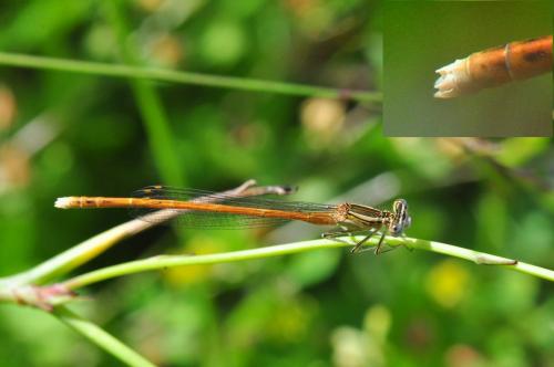 Réf. 142 927 : Platycnemis acutipennis