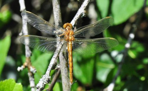 Réf. 142 623 : Orthetrum coerulescens