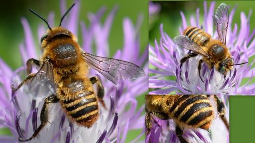 Lithurgus chrysurus
