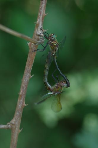 Oxygastra curtisii