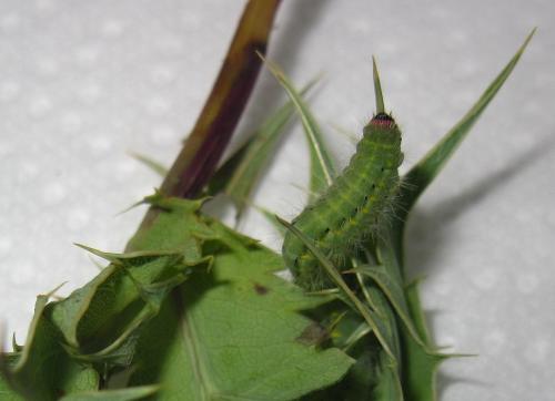 Réf. 142 994 : Zygaena viciae