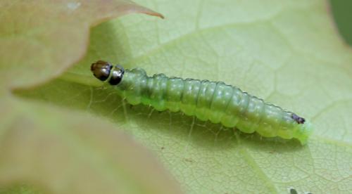Réf. 142 709 : Ptycholoma lecheana