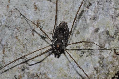 Réf. 142 336 : Platybunus pinetorum