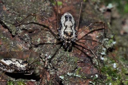 Réf. 142 185 : Platybunus pinetorum