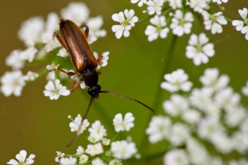 Réf. 142 534 : Alosterna tabacicolor
