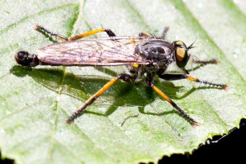 Neoitamus sp.