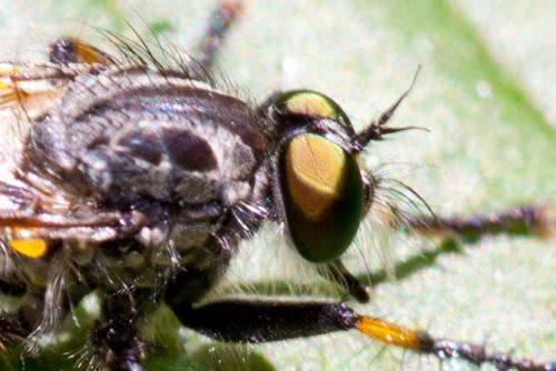Neoitamus sp.
