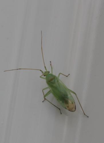 Orthotylus sp.