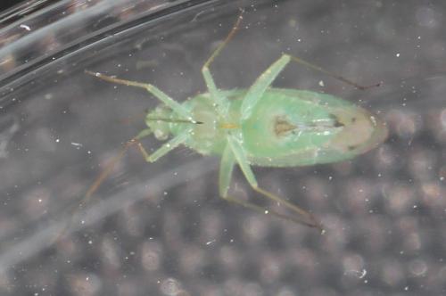Orthotylus sp.