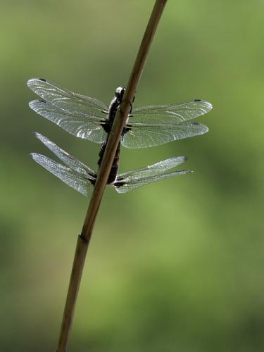Libellula fulva