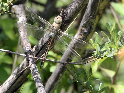 Anax parthenope