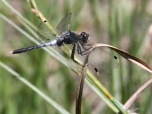 Réf. 142 046 : Leucorrhinia albifrons