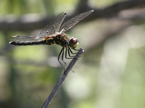 Leucorrhinia albifrons