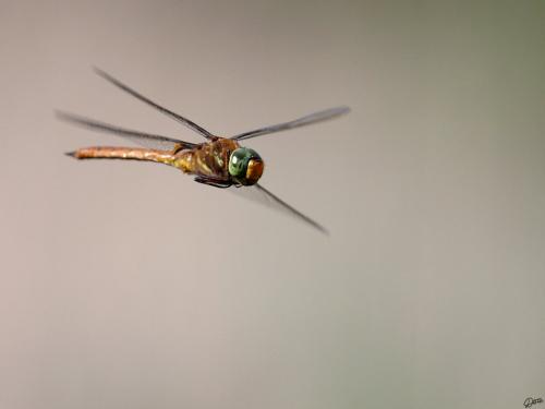 Aeshna isoceles