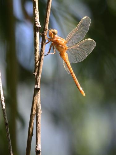 Orthetrum coerulescens
