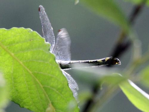 Gomphus sp.