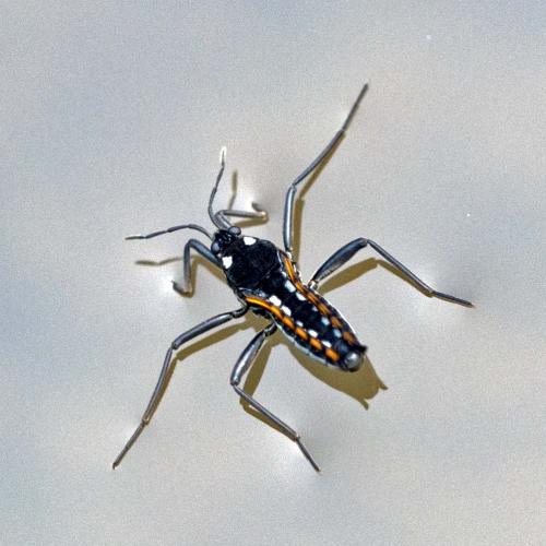 Velia caprai
