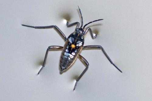 Velia caprai
