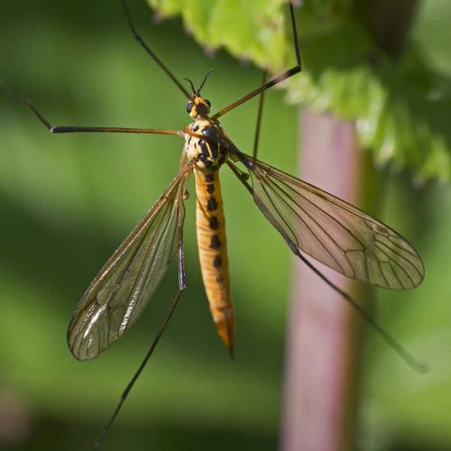 Nephrotoma flavescens