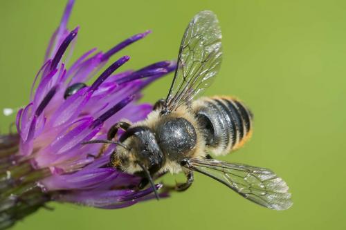 Megachile sp.