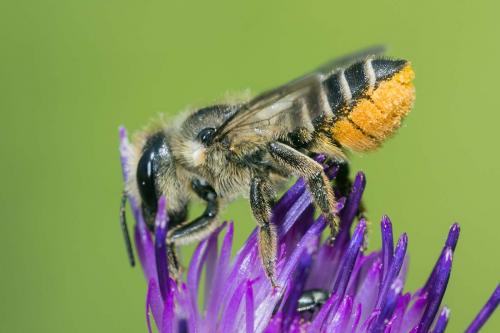 Megachile sp.