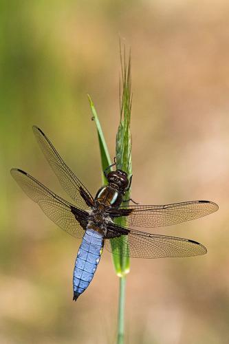 Libellula depressa