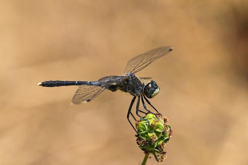 Leucorrhinia albifrons