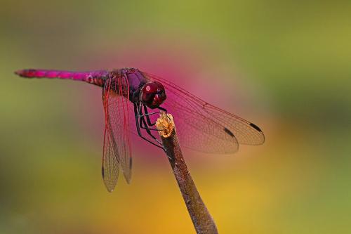 Trithemis annulata