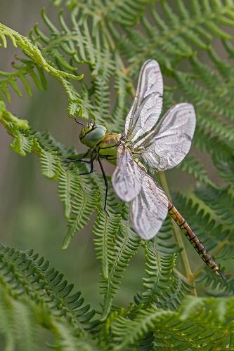 Aeshna affinis