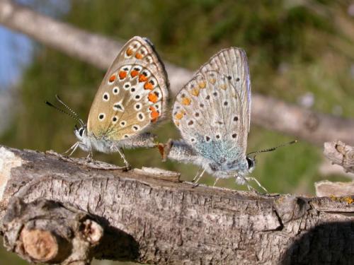 Polyommatus icarus