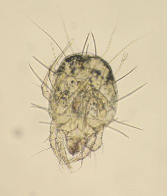 Réf. 142 118 : Sennertia cerambycina