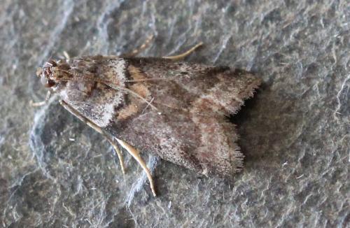 Réf. 142 688 : Acrobasis sp.